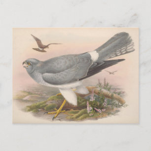 Rohrweihe Vogel_GC - Postkarte