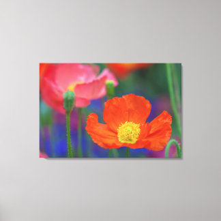 Rohter Klatschmohn Leinwanddruck