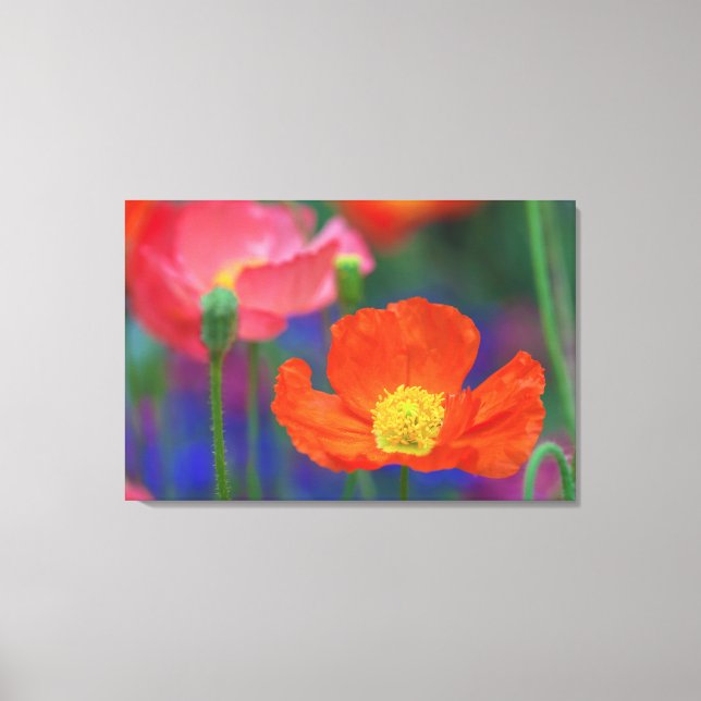 Rohter Klatschmohn Leinwanddruck (Vorderseite)