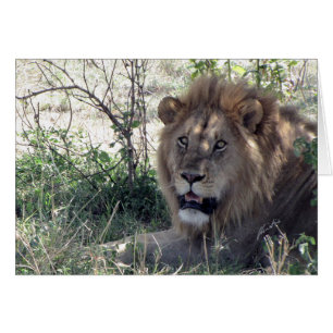Roi de lion (de clubs de lions) (Serengeti,