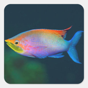 ROINBOW TROPICAL FISH SQUARE STICKER