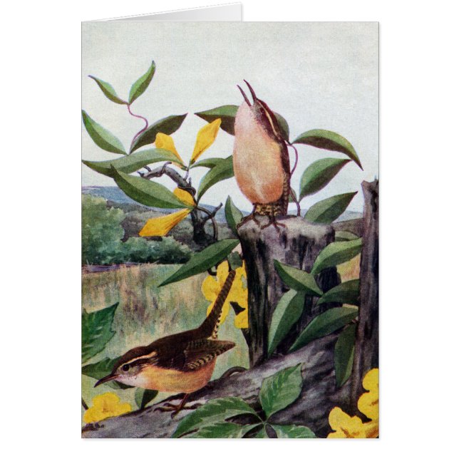 Roitelets de Caroline et Jessamine jaune (Devant)