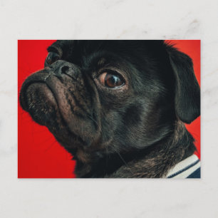 Rojo Postkarte
