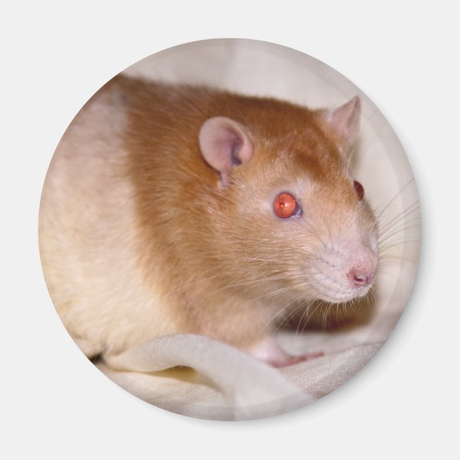 Rolando Magnet (Vorne)