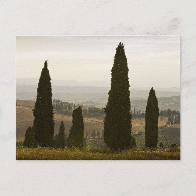 Rolllandschaft, Toskana, Italien 2 Postkarte (Vorderseite)