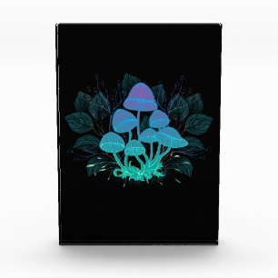 Rollstühle in Bushes Fotoblock