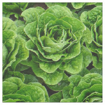 Romainekopfsalat-Feld-Fotogewebe