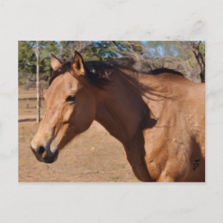 Roman Nose Postkarte