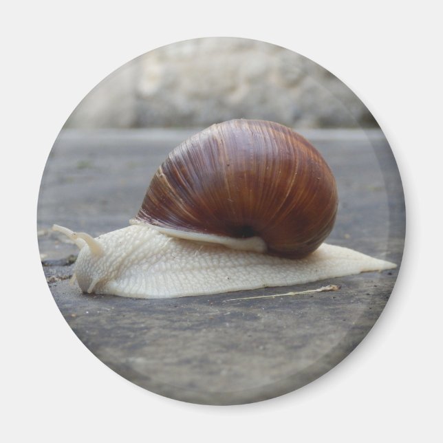 Roman Snail Magnet (Vorne)