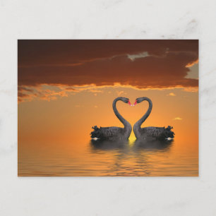 Romancing Swans Postcard Postkarte