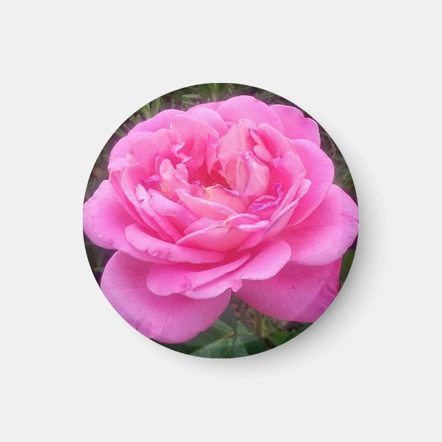 Romantic Pink Rose 'Leonardo Da Vinci'  Magnet (Vorne)