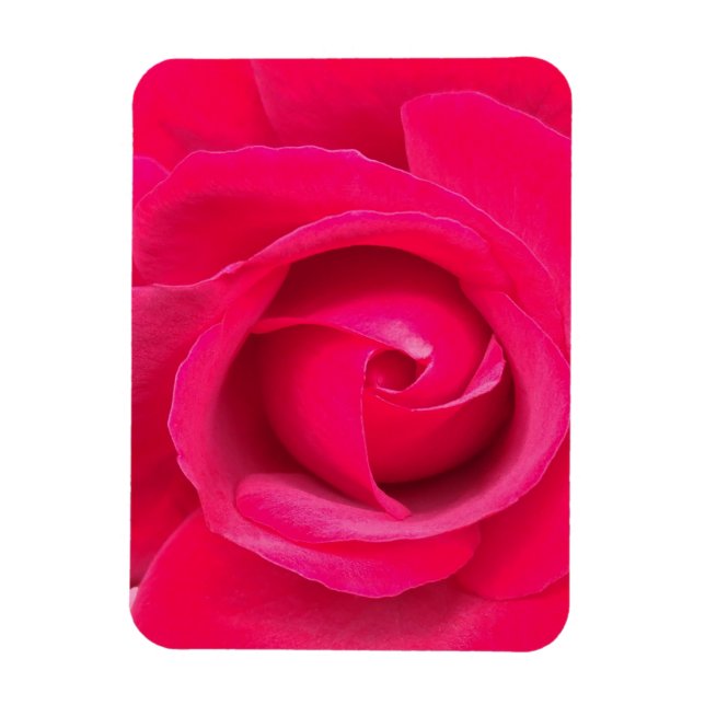 Romantic Red Pink Rose Magnet (Vertikal)