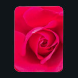 Romantic Red Pink Rose v2 Magnet<br><div class="desc">Romantic pink and red rose.</div>