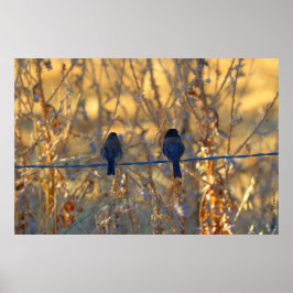 Romantic sparrow bird couple, up to 36"x24" Photo Poster