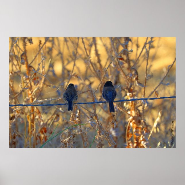 Romantic sparrow bird couple, up to 36"x24" Photo Poster (Vorne)