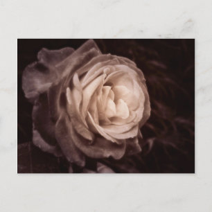 Romantica - diese Rose sagt Liebe Postkarte