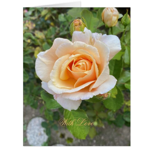 Romantique Orange Rose Fleur Photographie Floral (Devant)
