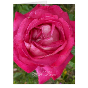 Romantique Rose Rose Fleur Photographie Floral