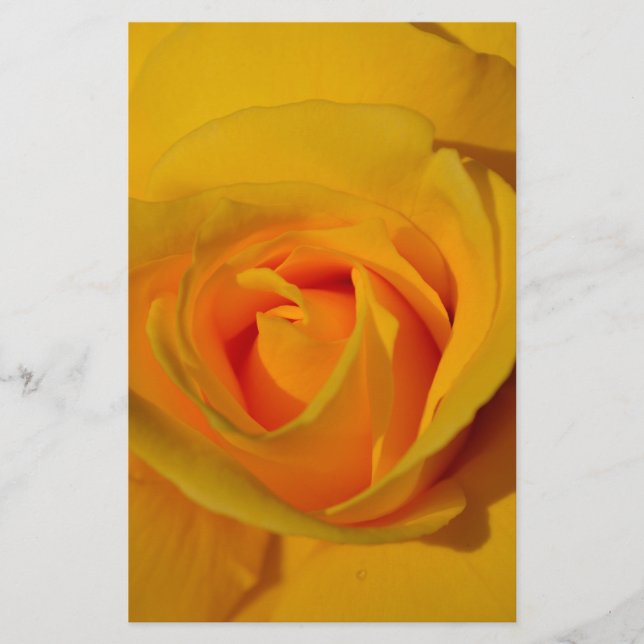 Romantische Gelbe Rose nah (Vorderseite)