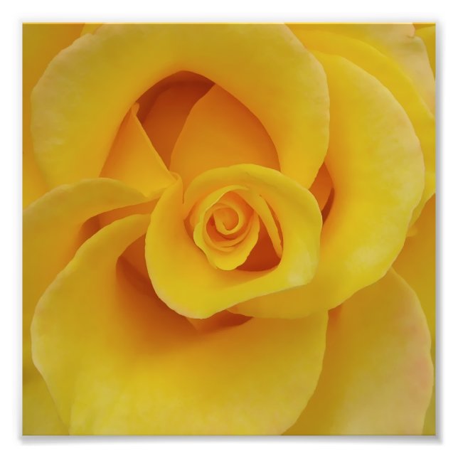 Romantische Gelbe Rosenblätter Fotodruck (Vorne)