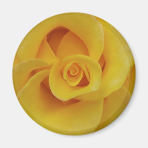 Romantische gelbe Rosenblütenblätter Magnet