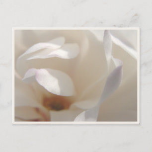 Romantische Ivory Magnolia Save the Date Ankündigungspostkarte