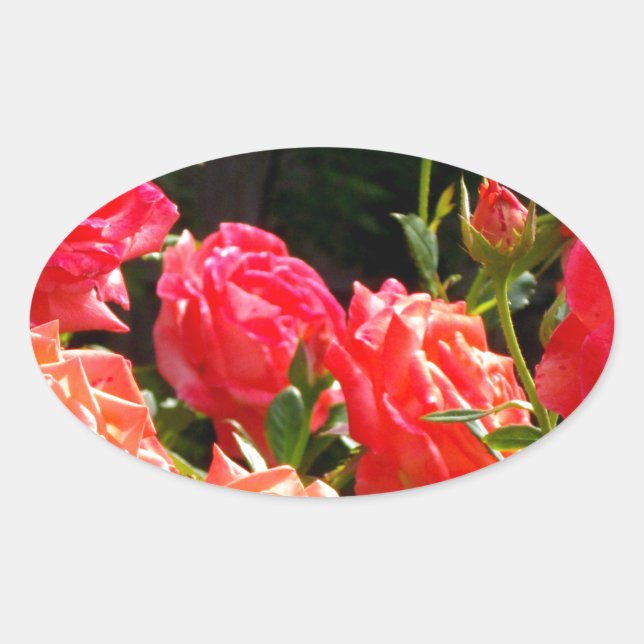 Romantische Korallen-Rose Ovaler Aufkleber (Vorderseite)