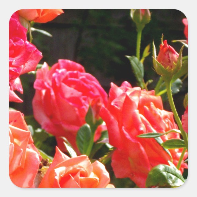 Romantische Korallen-Rose Quadratischer Aufkleber (Vorderseite)