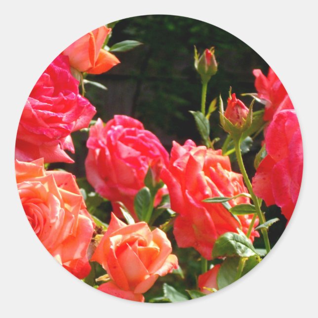 Romantische Korallen-Rose Runder Aufkleber (Vorderseite)
