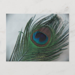Romantische Pfauenfeder Postkarte