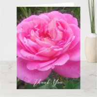 Romantische rosa Rose 'Leonardo Da Vinci'