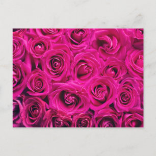 Romantische Rosa Rose Postkarte