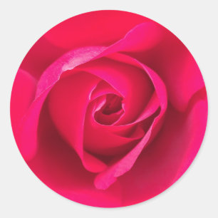 Romantische Rosa Rose v2 Runder Aufkleber