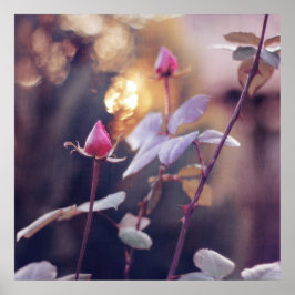 Romantische rosa Rosenknospen bei Sunset Bokeh Hin Poster