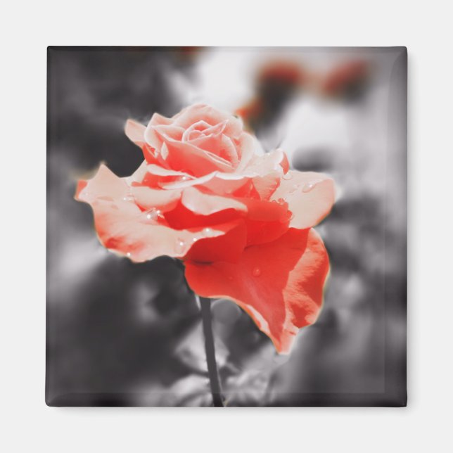Romantische Rose Blume #3 Magnet (Vorne)