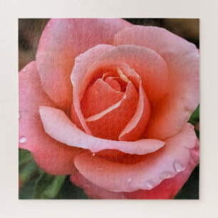 Romantische Rose Botanische Kunst