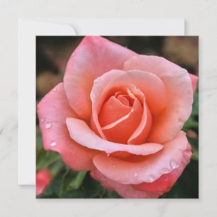 Romantische Rose Botanische Kunst Feiertagskarte