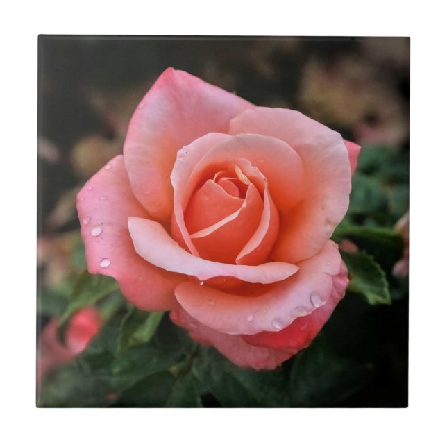 Romantische Rose Botanische Kunst Fliese (Vorderseite)