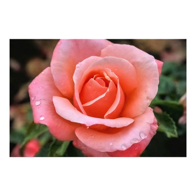Romantische Rose Botanische Kunst Fotodruck (Vorne)
