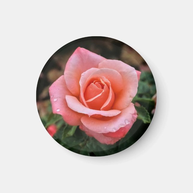 Romantische Rose Botanische Kunst Magnet (Vorne)