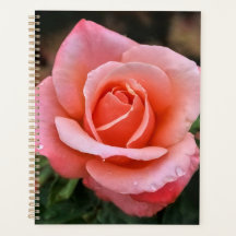 Romantische Rose Botanische Kunst