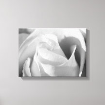 Romantische Rose Schwarz-Weiß-Blume
