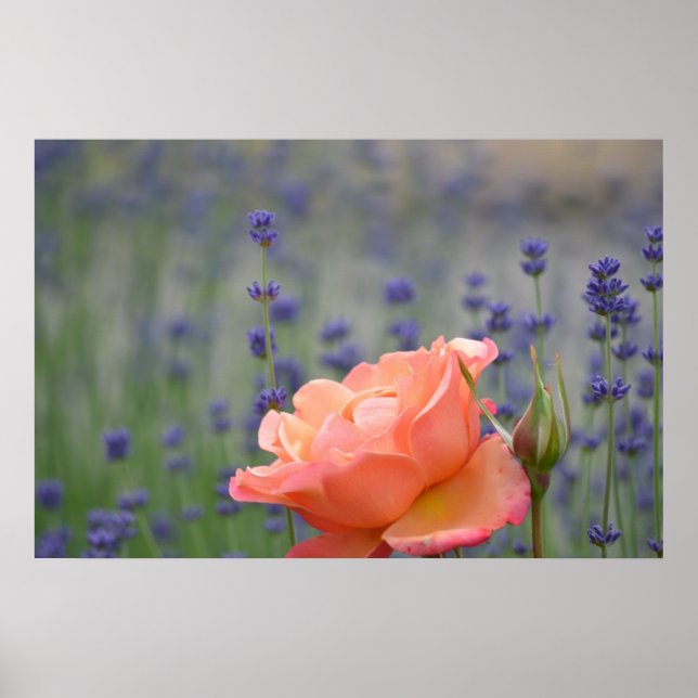 Romantische Rose und Lavendel Poster (Vorne)