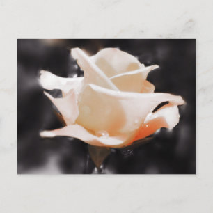 Romantische Rosenblumen Postkarte