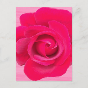Romantische rote rosa Rose Postkarte