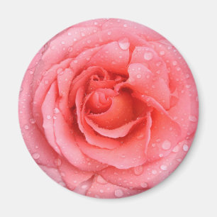 Romantische rote rosa Rosen-Wassertropfen Magnet