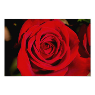 Romantische Rote Rose Fotodruck