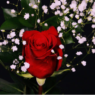 Romantische Rote Rose Valentinenkarte Dankeskarte