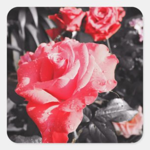 Romantische Rote Rosen Quadratischer Aufkleber
