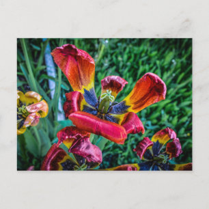 Romantische Safari Floral Brautparty Peace Destiny Einladungspostkarte